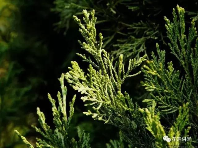 相似的花儿又来了，今天我们来认识它们