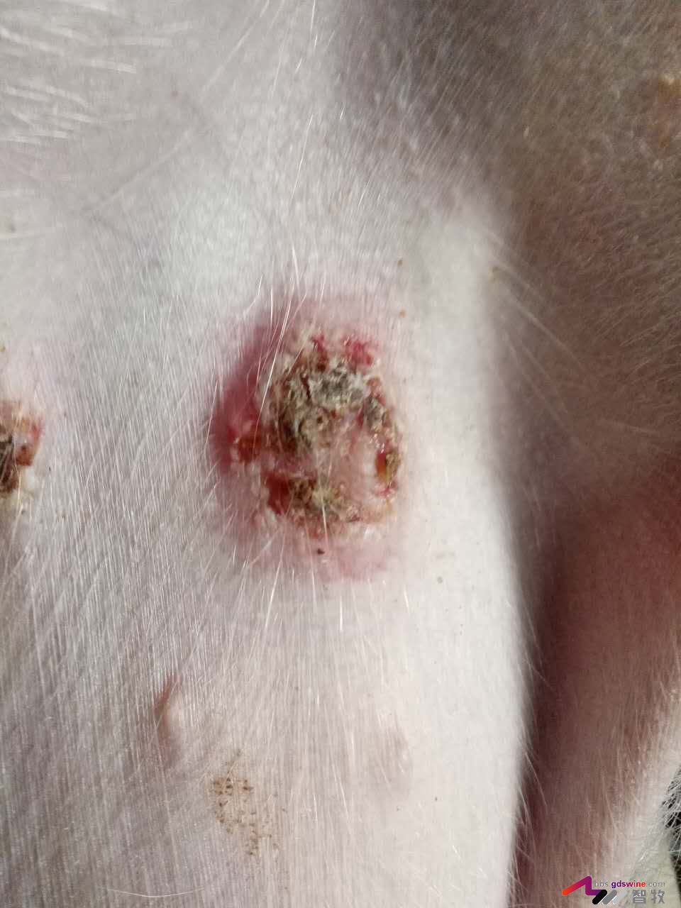 仔猪遇着这种“皮肤病”该如何处理？-健康管理论坛-聊天全记录