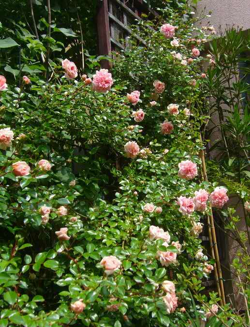 一个古老的品种——波旁藤本月季