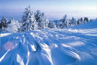 冬已去春将至配图,冬已去春归来此时花正开