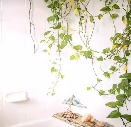 绿萝要怎么装饰才好看,如何将绿萝装饰得更高级