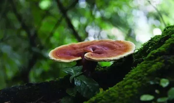 日本和韩国灵芝 (日本人评价中国灵芝)