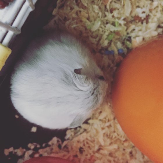 仓鼠日常吃成一只小肥鼠,仓鼠为什么会吃自己生的小仓鼠