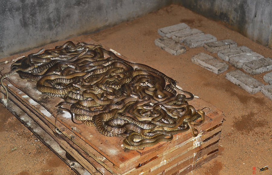 农村养猪养鱼,还有养蛇的,感觉好可怕!