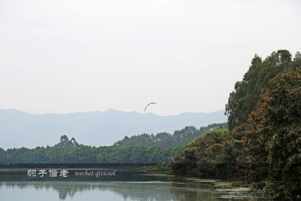 居于涟岸隐于湖,到肇庆体验离尘不离城的精致慢生活