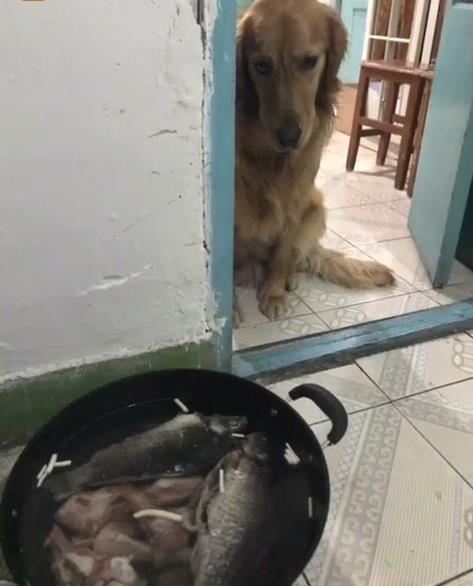 金毛下了七个崽奶水够吃吗,金毛生崽奶水不足