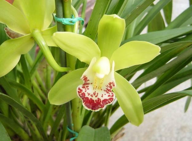 云南兰花名贵品种图片介绍,云南兰花老品种有哪些图片