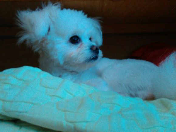 科普知识的狗狗动画片,科普狗狗肢体语言