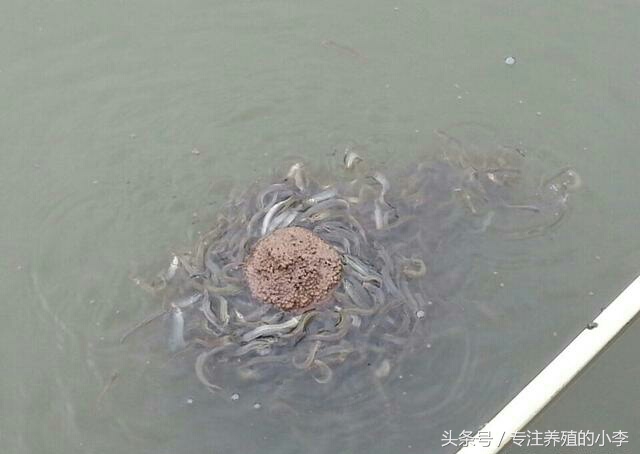 养殖一亩地的泥鳅一年能赚多少钱,人工养泥鳅一亩能赚多少钱利润