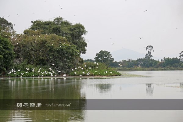 居于涟岸隐于湖，到肇庆体验离尘不离城的精致慢生活