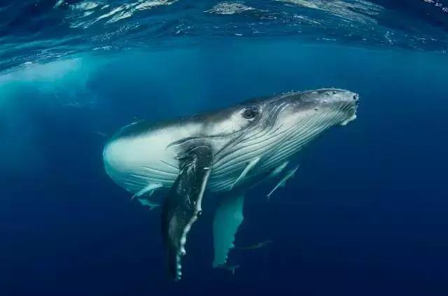 汤加国家旅游攻略,汤加国内旅游