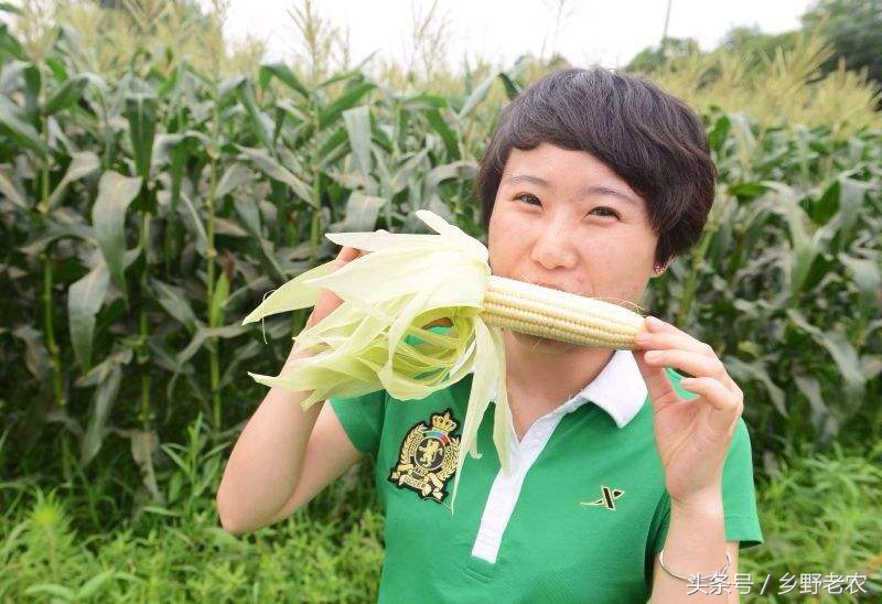 价格便宜又高产玉米种,转基因玉米和非转基因玉米哪个好
