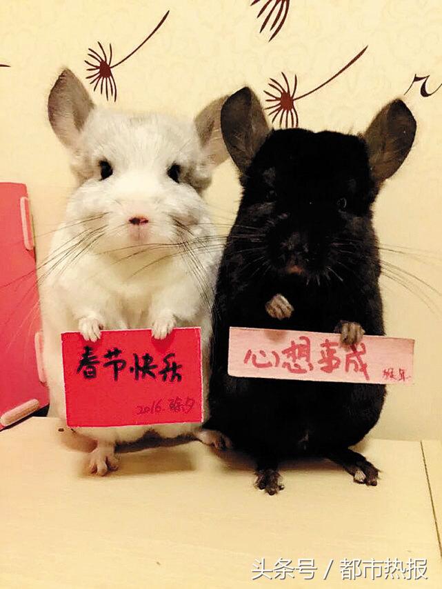 举牌卖萌，这两只龙猫自赚生活费