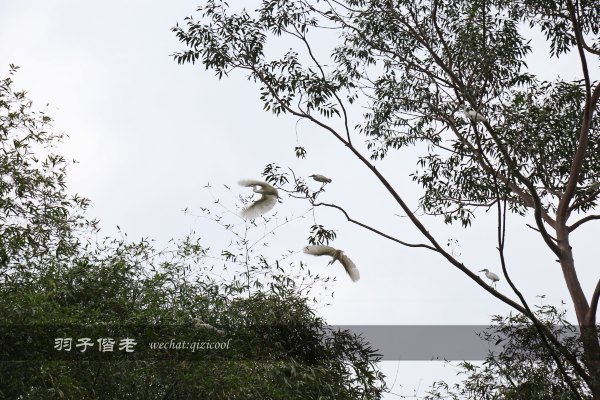 居于涟岸隐于湖,到肇庆体验离尘不离城的精致慢生活