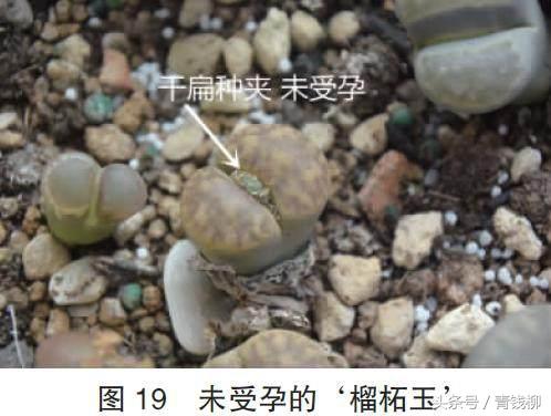 生石花土养怎么消毒,生石花上盆怎么养护