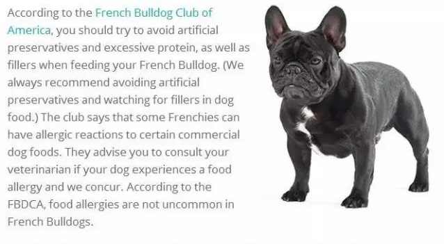 法国斗牛犬狗粮推荐,法国斗牛犬吃东西的视频