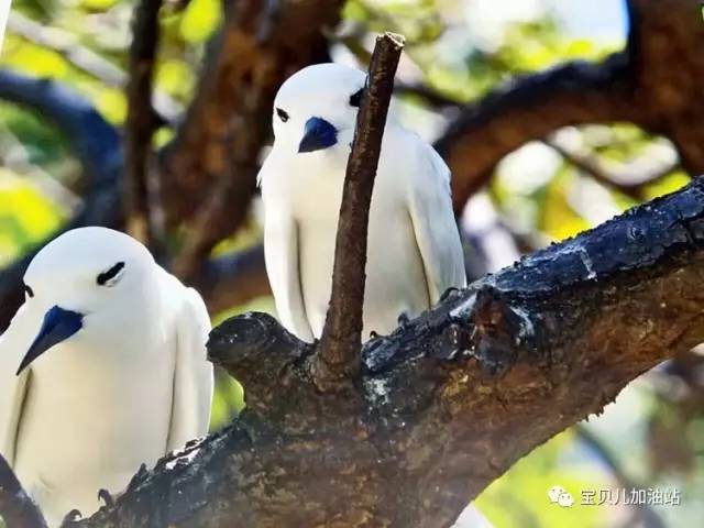 塞舌尔游记,塞舌尔埃及