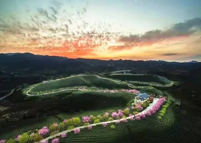 漳平茶山樱花,漳平樱花园景点