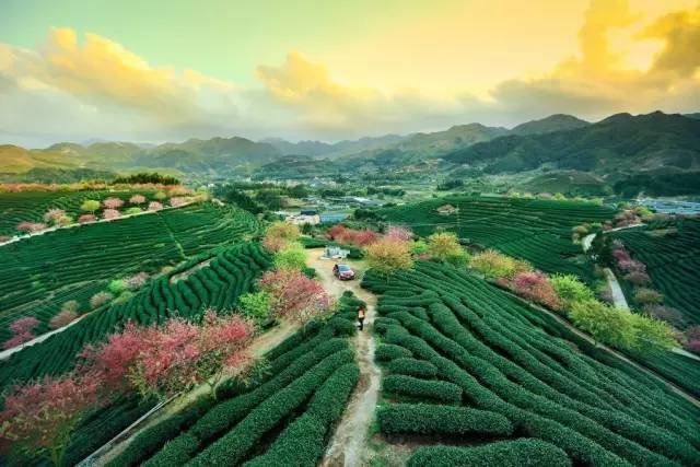 漳平茶山樱花,漳平樱花园景点