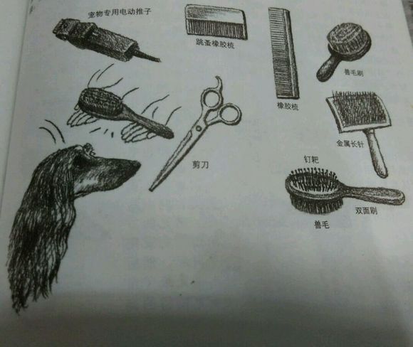 科普知识的狗狗动画片,科普狗狗肢体语言