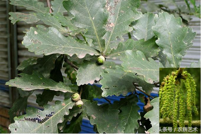 农村中草药图片大全之痔疮用药