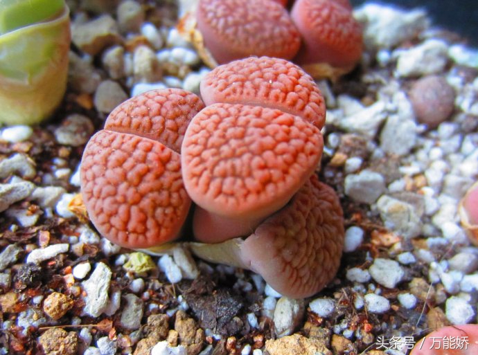 生石花屁股花盆栽,生石花屁屁花种类