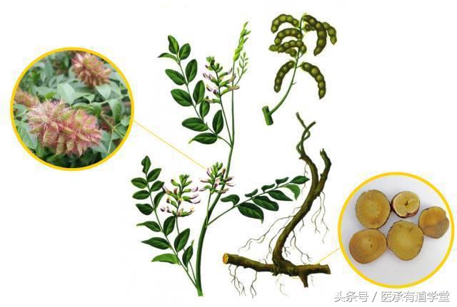 中药苦参各种小偏方,经典名方中药苦参