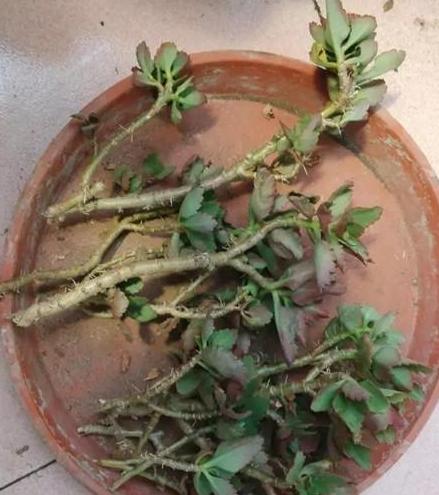 枯萎的花不能要了就该扔到垃圾桶,这五种花千万不要买