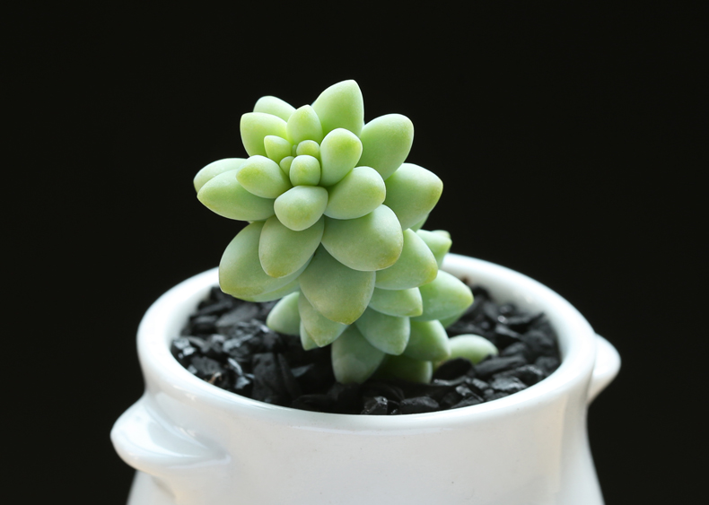 多肉修根用什么土好养活,多肉修根上盆多久可浇水