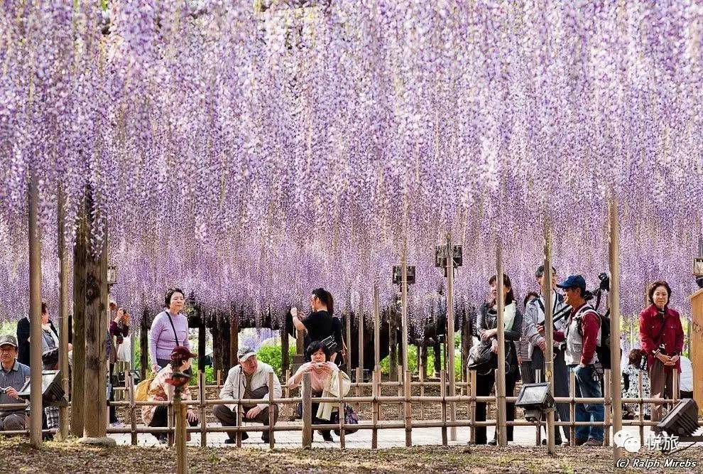 日本紫藤花美景,日本最浪漫的紫藤