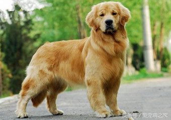 怎样挑选纯种金毛犬避免上当,怎么挑选金毛犬好看