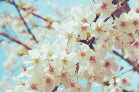 樱花季护肤,樱花春季护肤品