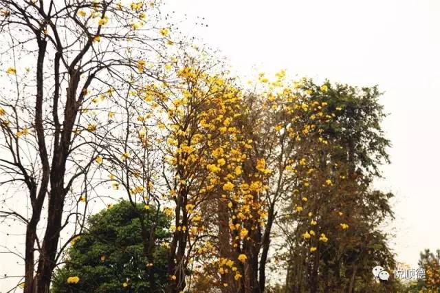 佛山哪里可以看黄花风铃木,佛山三水黄花风铃木最新视频