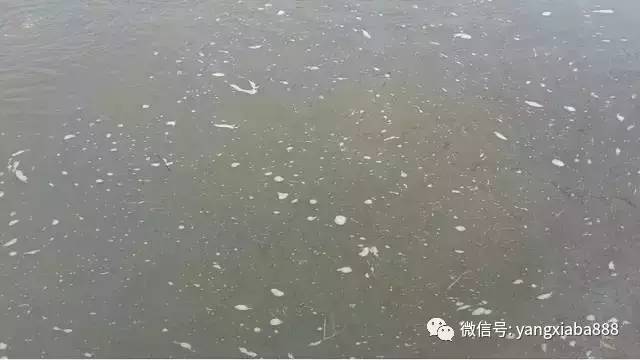 养殖塘的藻类培养技巧牢记这三点,如何提高水产养殖效益