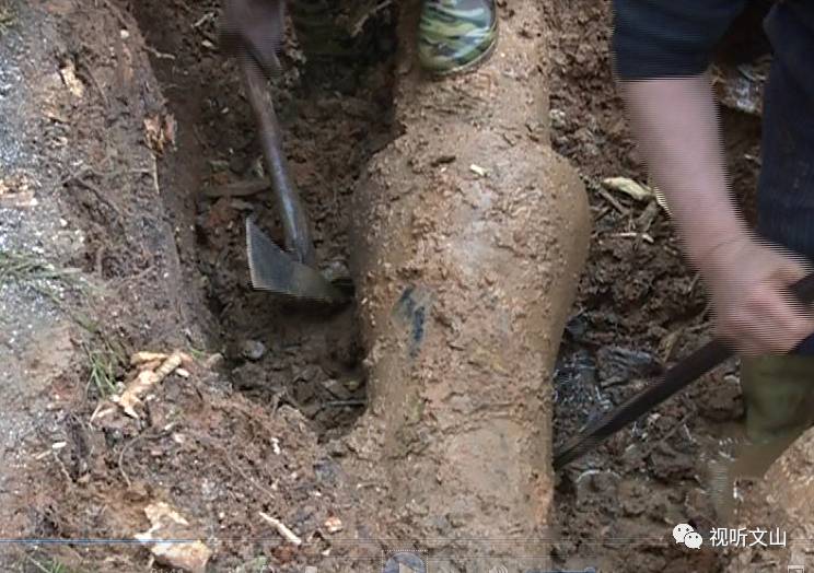 广南居民区停水，原是树根水管“太缠绵”，一使劲水管被挤“哭”了
