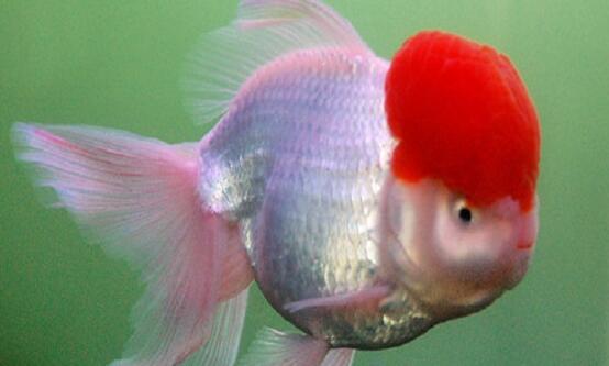 金鱼尾巴烂了是什么原因,金鱼的尾巴烂了怎么办