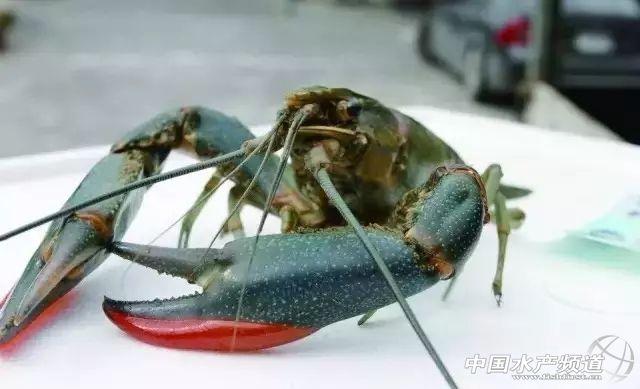 澳洲淡水龙虾的养殖视频家里养,澳洲淡水龙虾室内养水教程