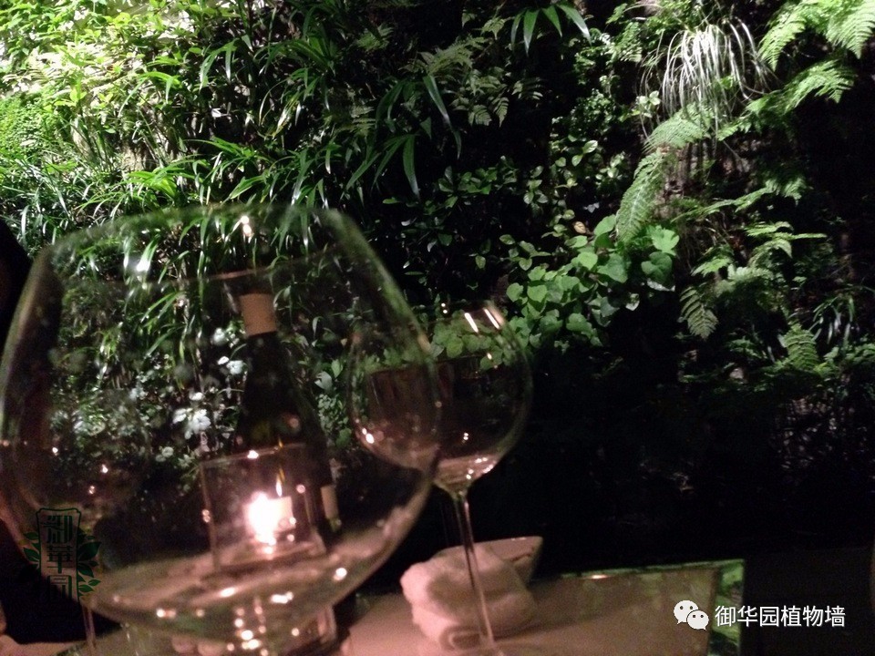 养花养眼养心解乏,卧室养花推荐高级植物