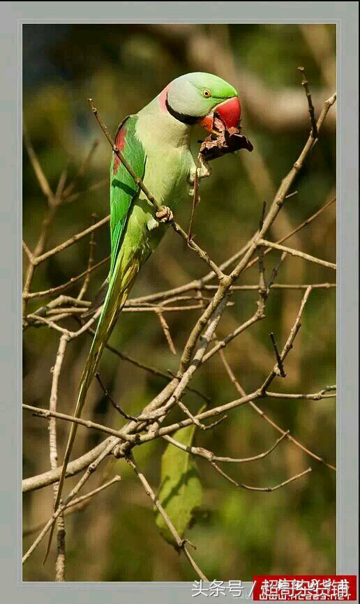亚历山大鹦鹉都会说话吧,亚历山大鹦鹉怎么分品种