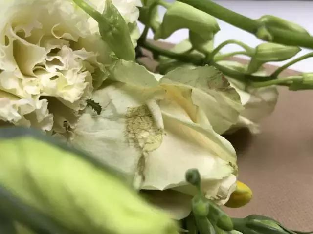 我们用1000元的教训告诉你:包月鲜花全是坑!一家都不推荐!