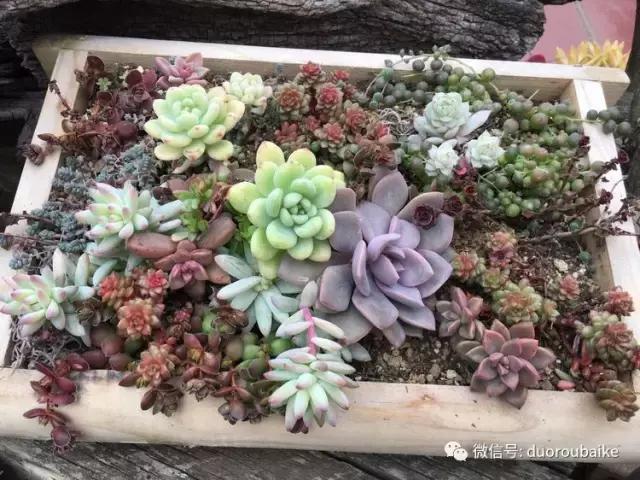 日本最好的多肉大棚,走进日本北海道