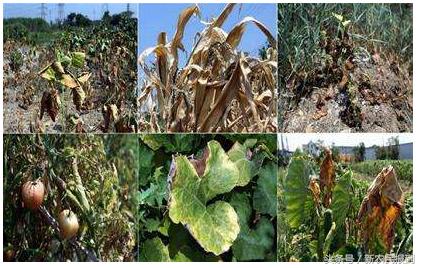 农作物施肥过量怎么补救,农作物施肥过量怎样救补