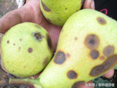 梨树黑星病的症状,梨树炭疽病在梨上的表现