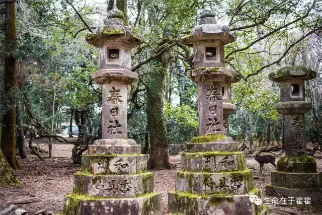 拉面 · 自动贩售机 · 雪｜云之彼岸的日本欢脱之旅