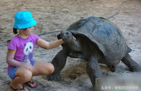 各种宠物龟饲养方法大全,宠物龟超容易养活饲养指南多图