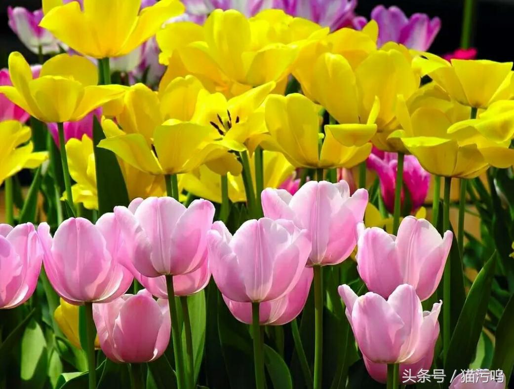 花的海洋让人心情愉悦,花的海洋真实图片大全