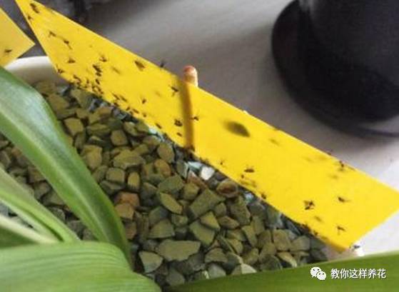 这几种虫子都不知道，怎么能养好花？