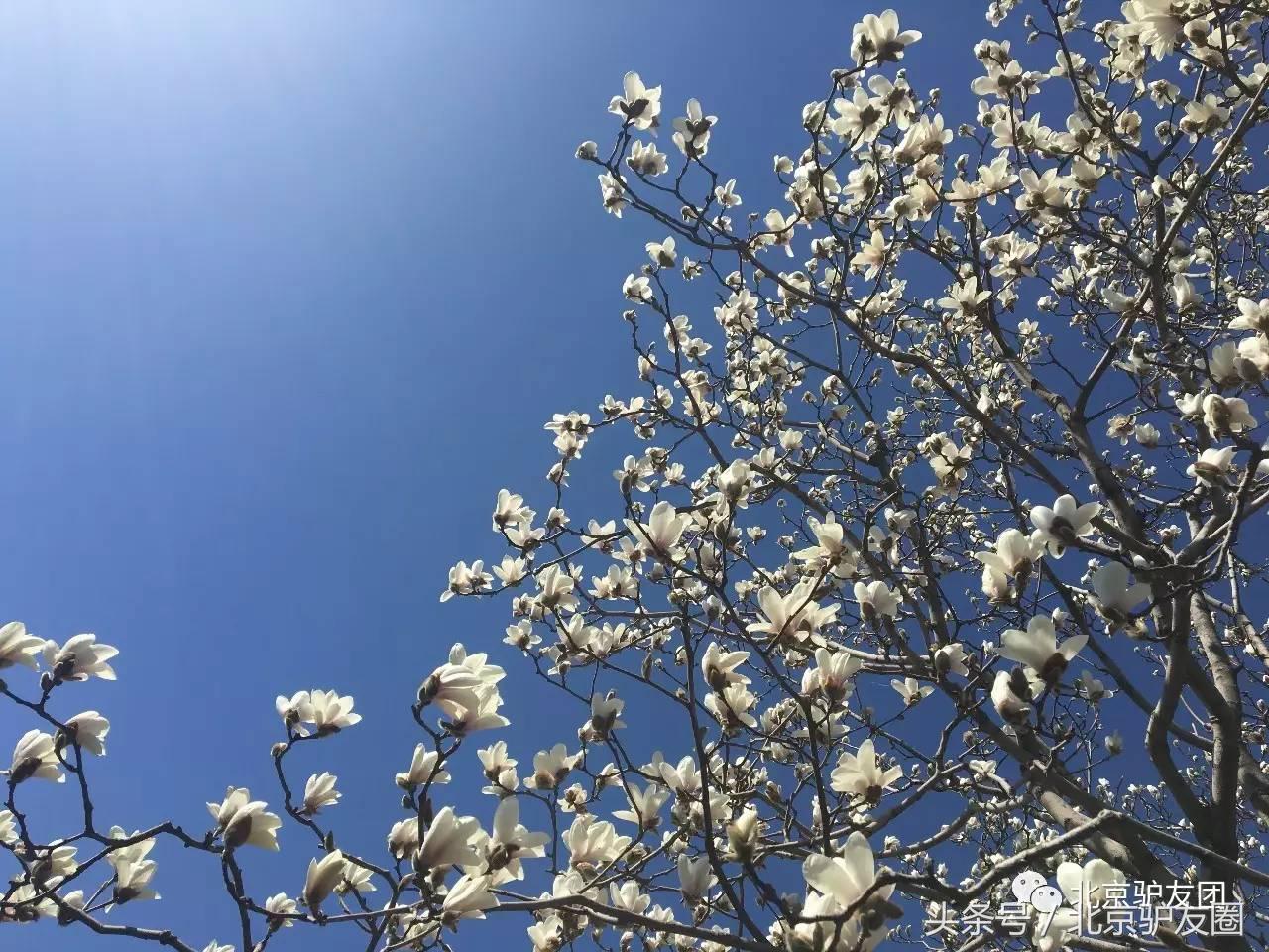 颐和园最美人间四月天,颐和园最美紫色花海