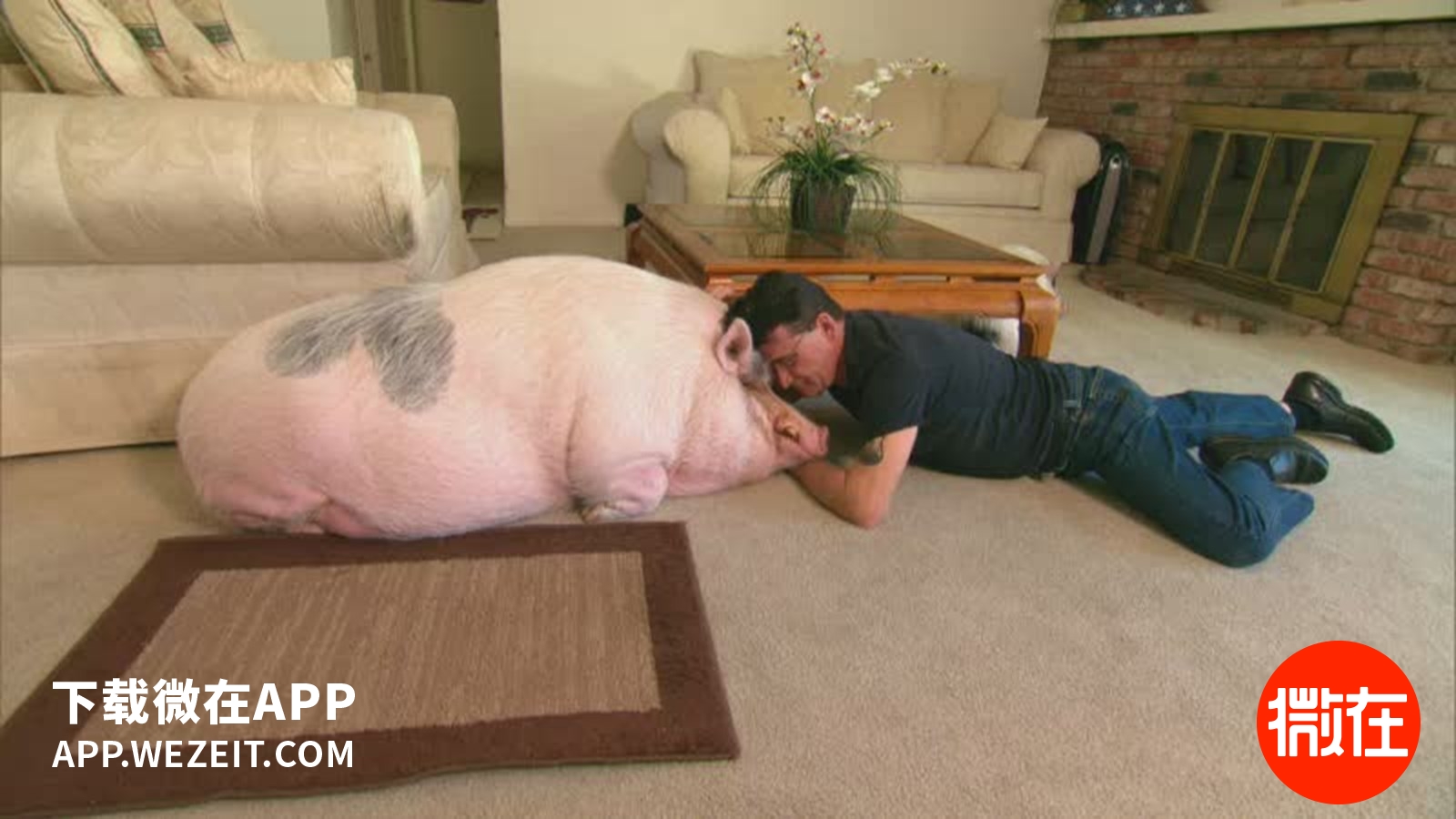 可以当宠物养的猪,猪当宠物养