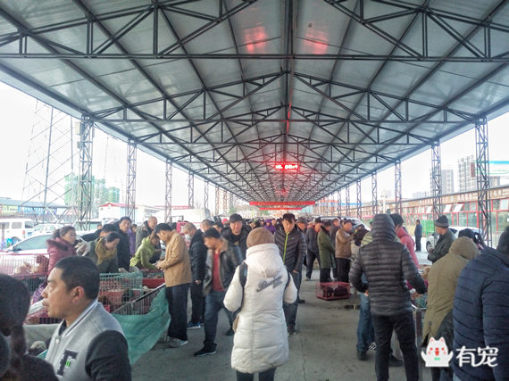 鐙楀競鎺㈣ (鎺㈣鐙楀競)